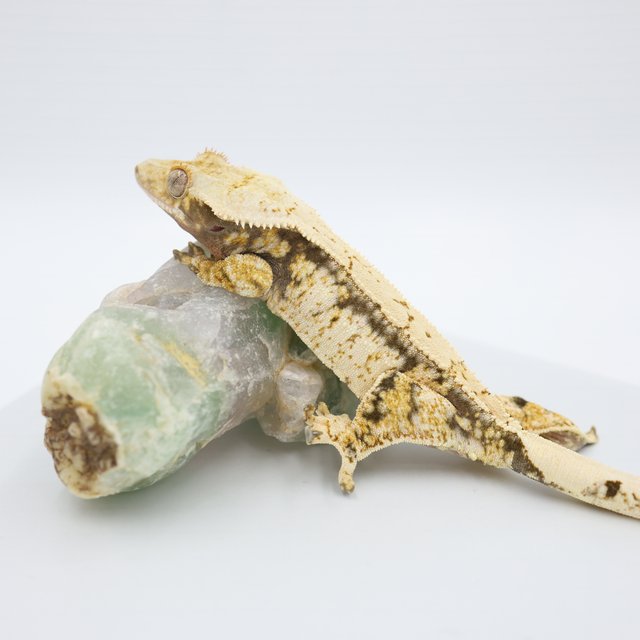 노멀 트라이 드리피 쿼드 핀스트라이프 화이트스팟