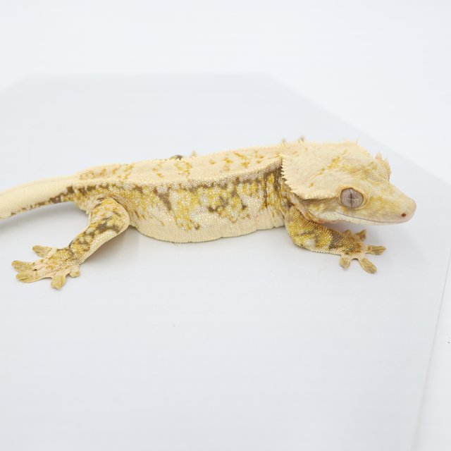 노멀 트라이 쿼드 드리피 핀스트라이프 풀핀