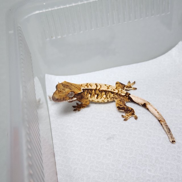 노멀 트라이 익스트림할리퀸 화이트스팟 화이트핀 텐저린