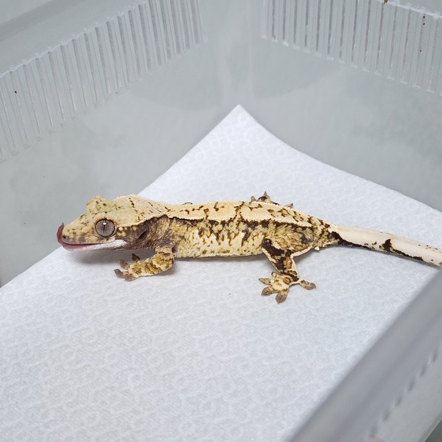 노멀 트라이 익스트림할리퀸 화이트스팟 화이트핀 핀스트라이프