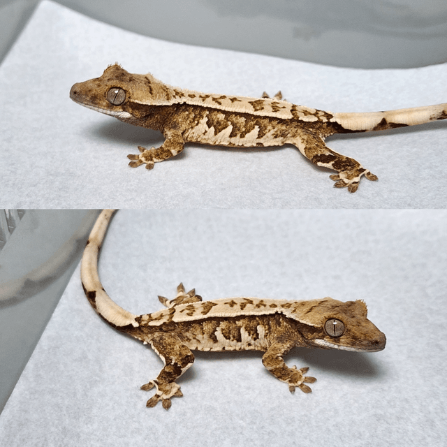 노멀 트라이 핀스트라이프 화이트스팟 풀핀