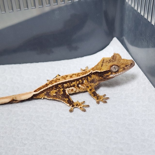 노멀 트라이 쿼드 풀핀 핀스트라이프 텐저린