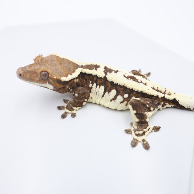 노멀 카푸치노 화이트스팟 화이트핀 화이트포트홀