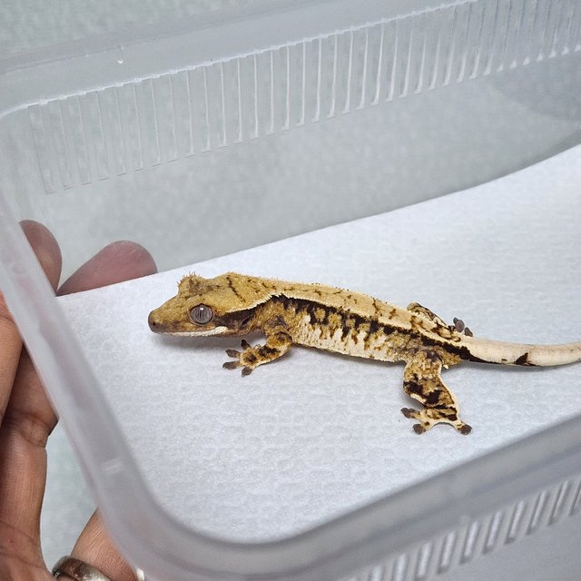 노멀 트라이 익스트림할리퀸 화이트스팟 화이트핀 핀스트라이프