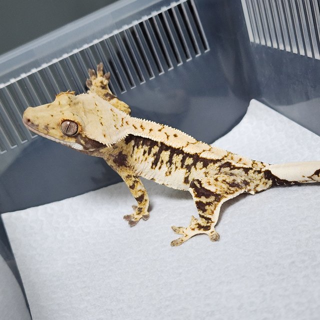 노멀 트라이 화이트크라운 화이트스팟 익스트림할리퀸 화이트핀