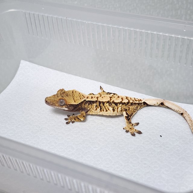 노멀 트라이 익스트림할리퀸 화이트스팟 화이트핀