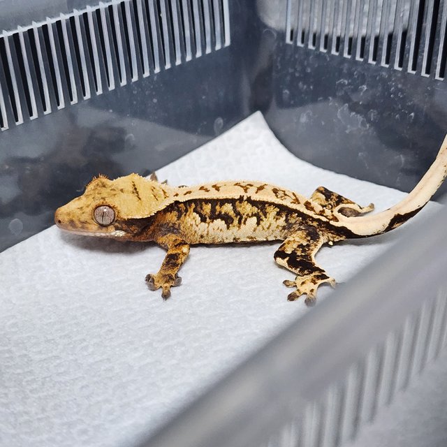 트라이 화이트스팟 핀스트라이프 풀핀 화이트핀