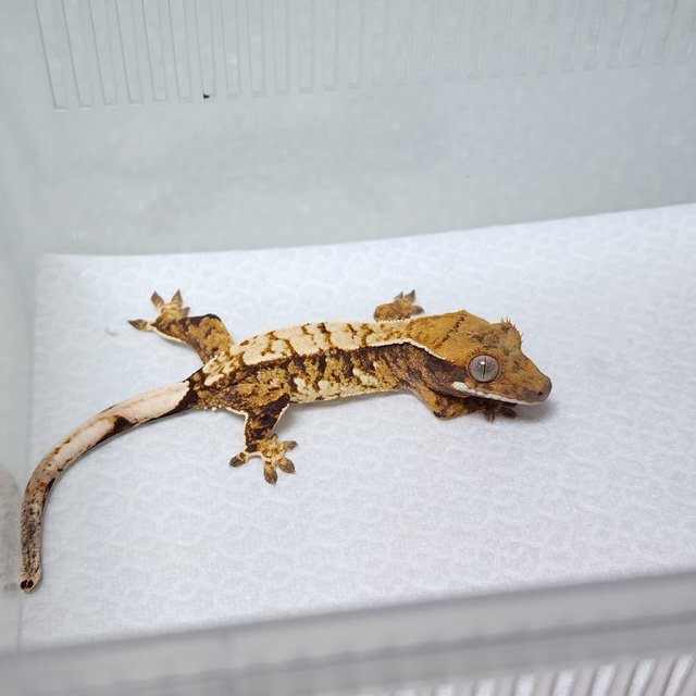 노멀 트라이 익스트림할리퀸 화이트스팟 화이트핀 텐저린