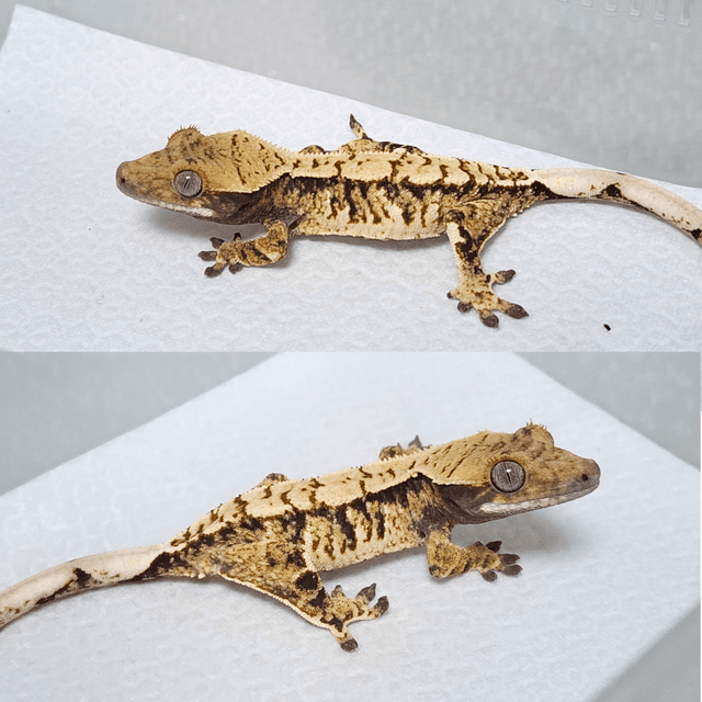 노멀 트라이 익스트림할리퀸 화이트스팟 화이트핀