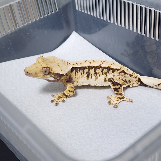 노멀 트라이 화이트크라운 화이트스팟 익스트림할리퀸 화이트핀