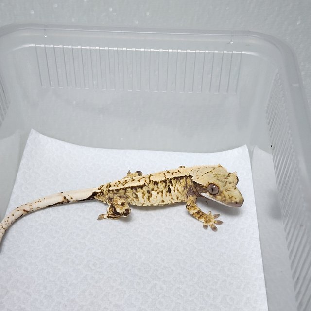 노멀 트라이 익스트림할리퀸 화이트스팟 화이트핀 핀스트라이프