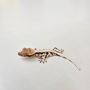 프라푸치노