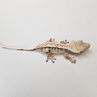 노멀