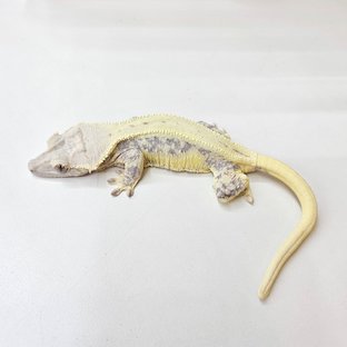 릴리100%헷아잔틱