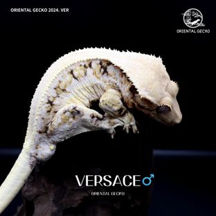 B2. VERSACE