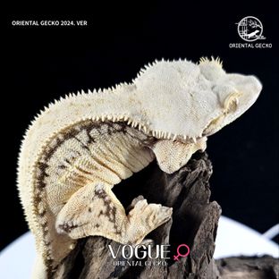 A-1 VOGUE