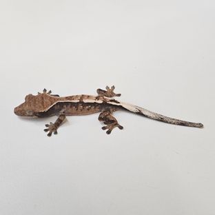 세이블