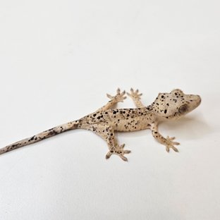 달마시안