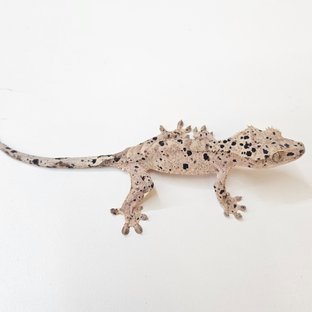 달마시안
