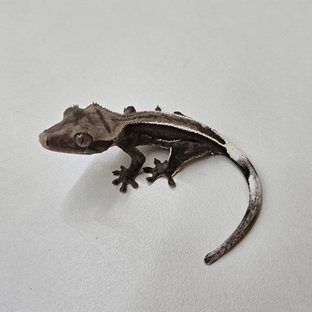 아잔틱