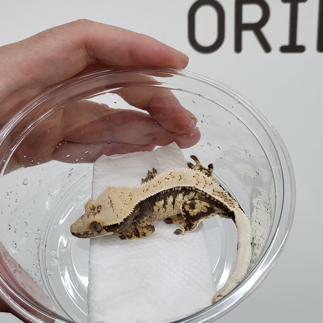 트라이