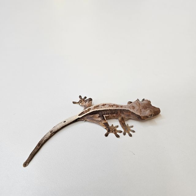 카푸치노