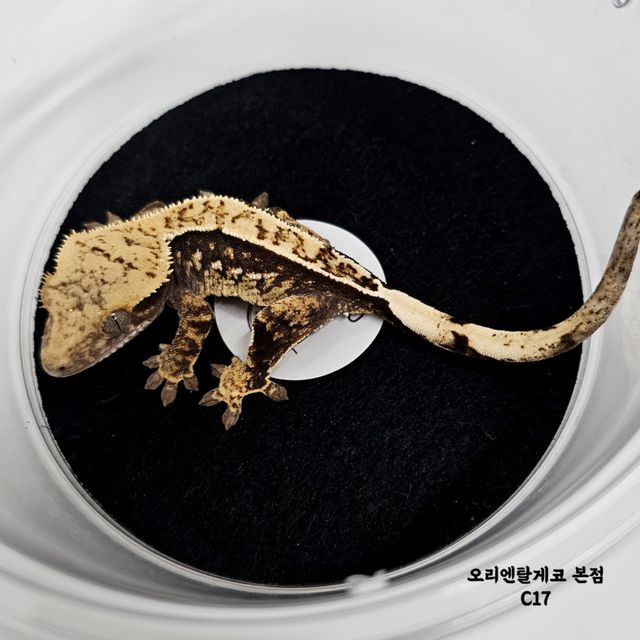 100%헷아잔틱