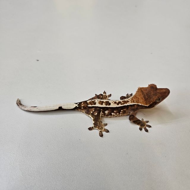 카푸치노