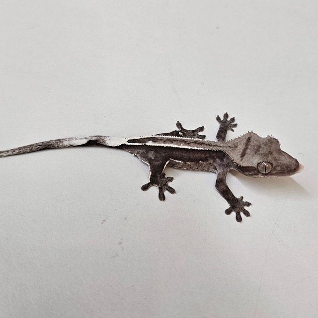 아잔틱