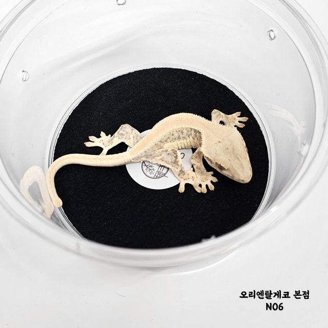 릴리화이트