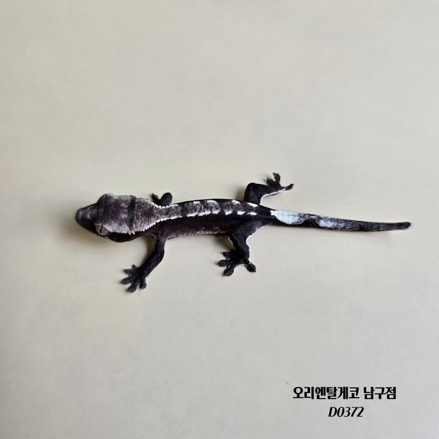 아잔틱