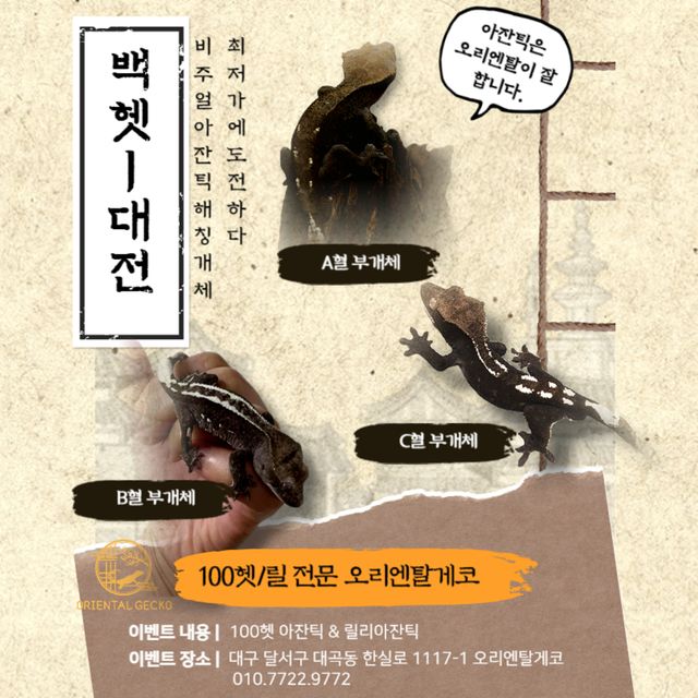 릴리100%헷아잔틱