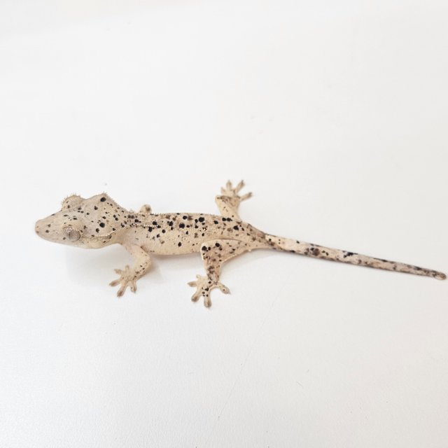 달마시안