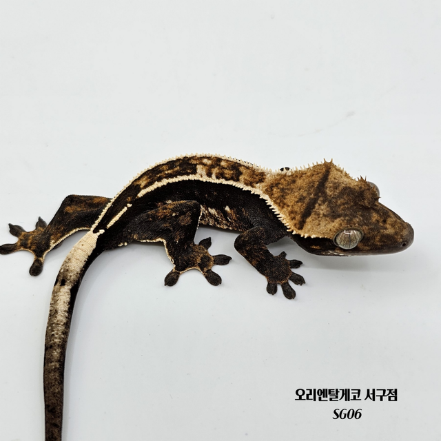 엠티백 노멀