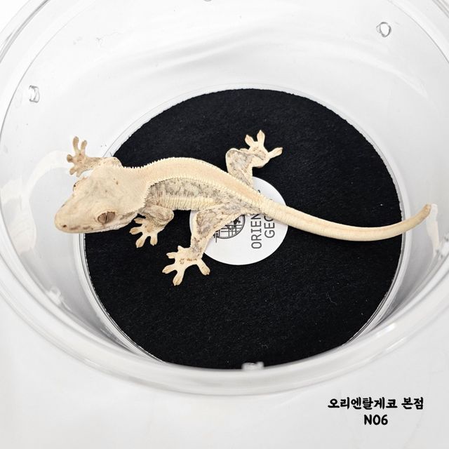 릴리화이트