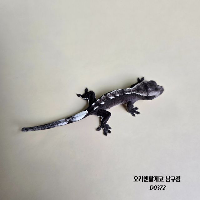 아잔틱
