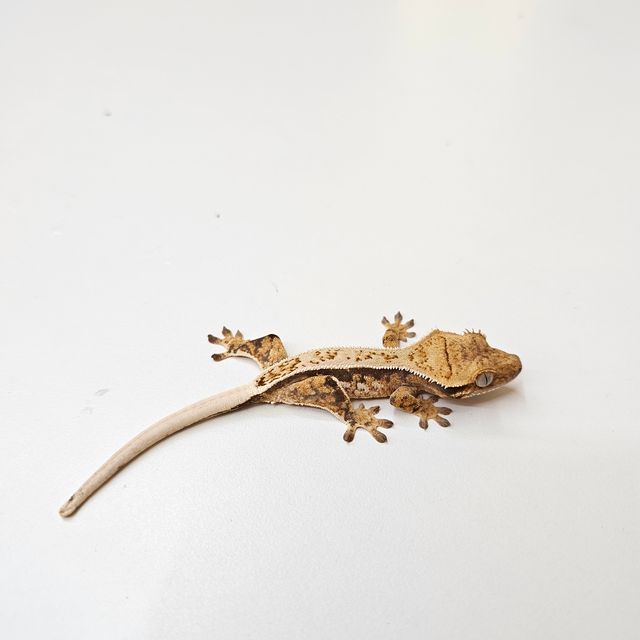 노멀 풀핀 트라이