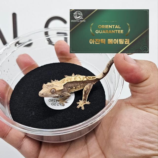 100%헷아잔틱