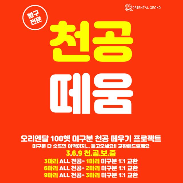 릴리100%헷아잔틱