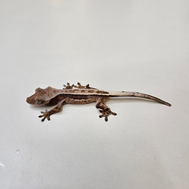 카푸치노
