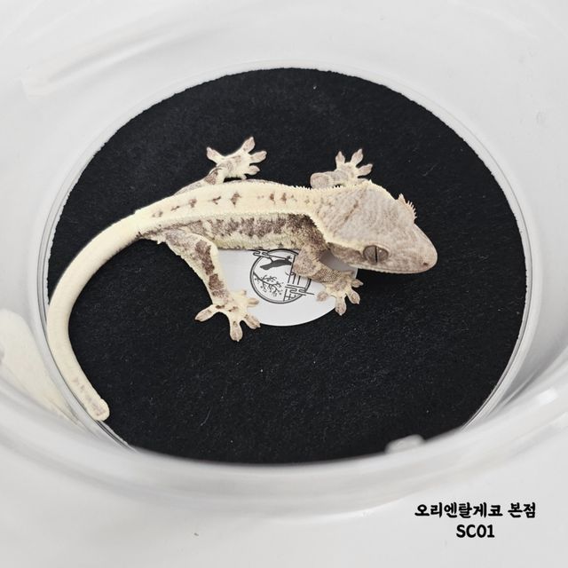 프라푸치노