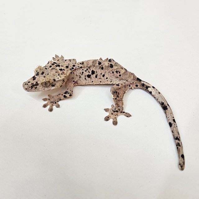 달마시안