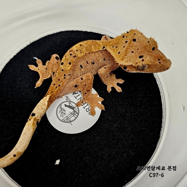 슈퍼달마시안