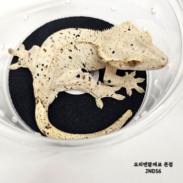 슈퍼달마시안