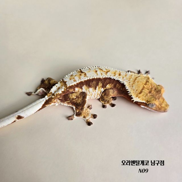 레드 트라이 익스트림할리퀸