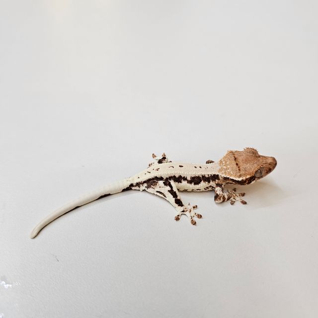 프라푸치노