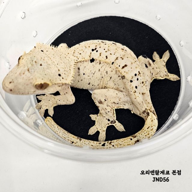 슈퍼달마시안