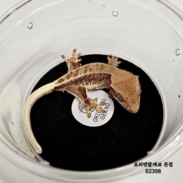 프라푸치노 팬텀
