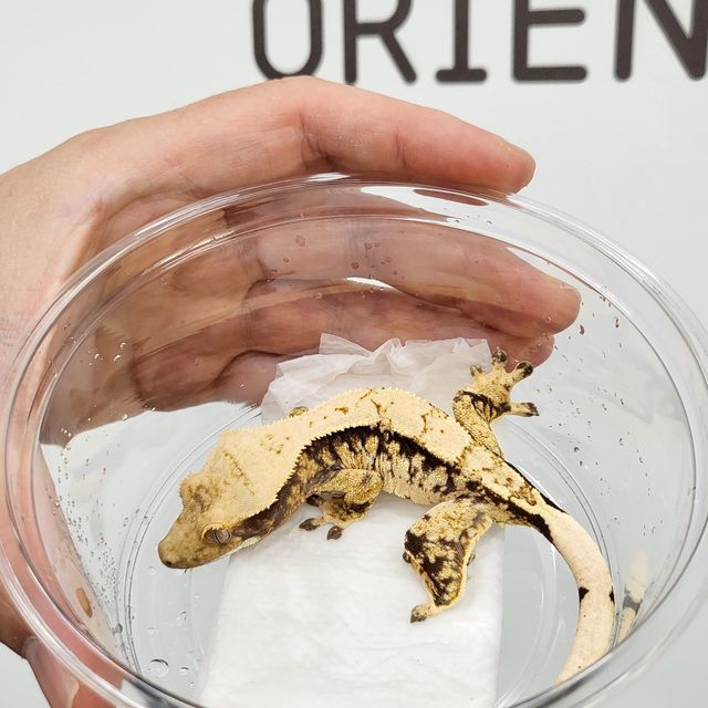트라이