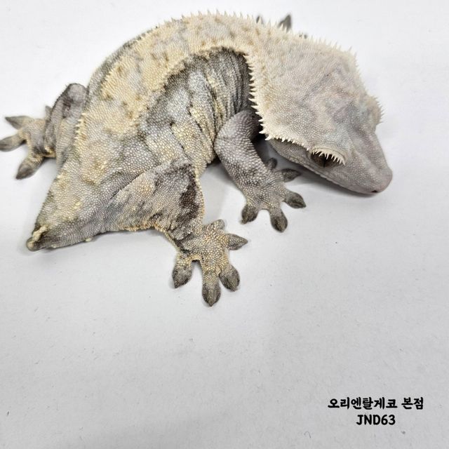 드리피 화이트스팟
